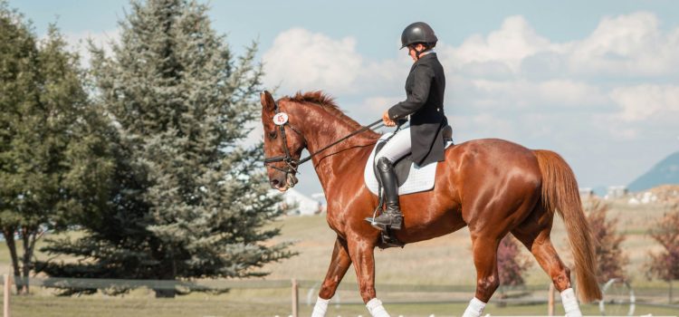Améliorer la Communication entre Cavalier et Cheval en Saut