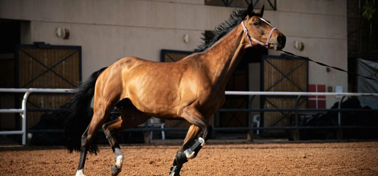 Aménagement Extérieur pour le Bien-Être des Chevaux