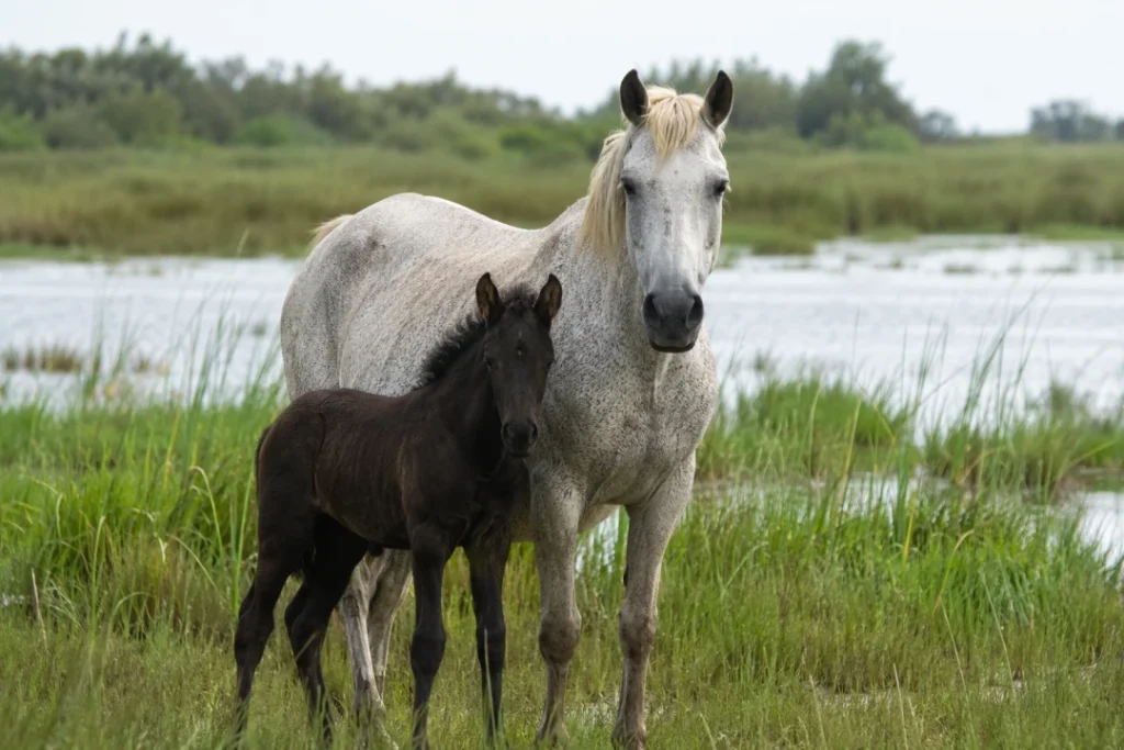 Le pansage du cheval : un rituel santé et complicité au quotidien